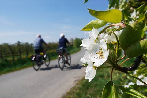Die "Obstroute" führt in zwei Schleifen von 37 und 41 Kilometern Länge mitten durch die blühenden Obstplantagen.  Foto: djd/Tourismusverband Landkreis Stade/Elbe e.V./Herzapfelhof Lühs